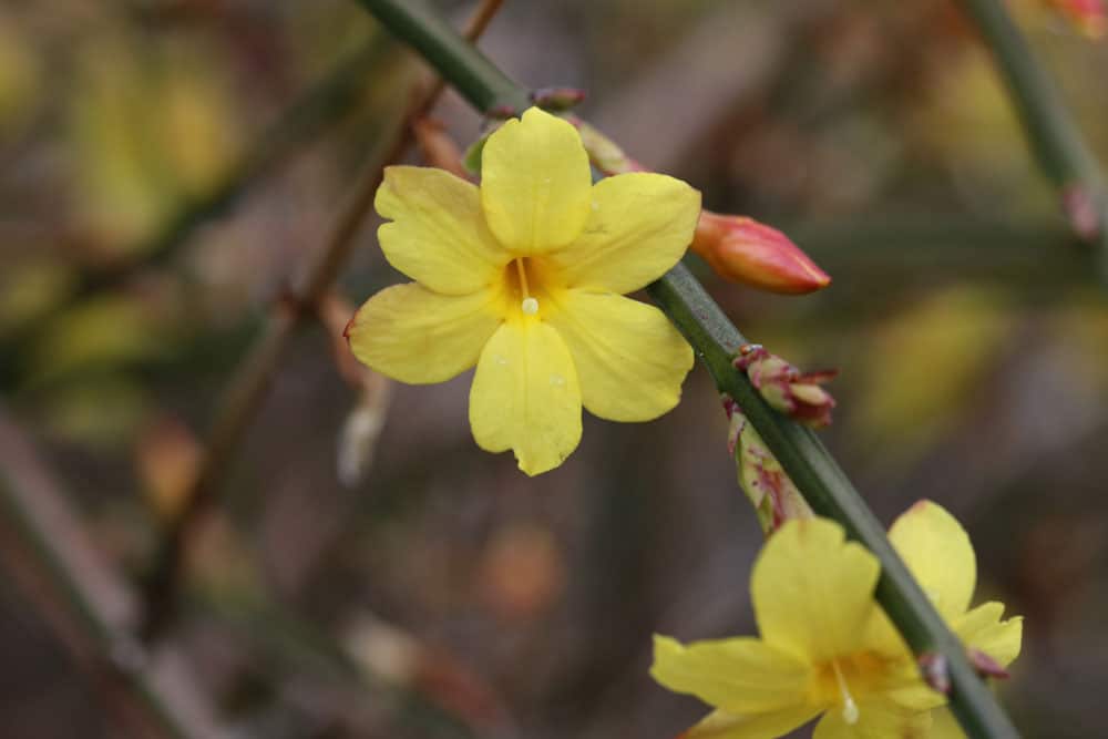 Winterjasmin - Jasminun nudiflorum