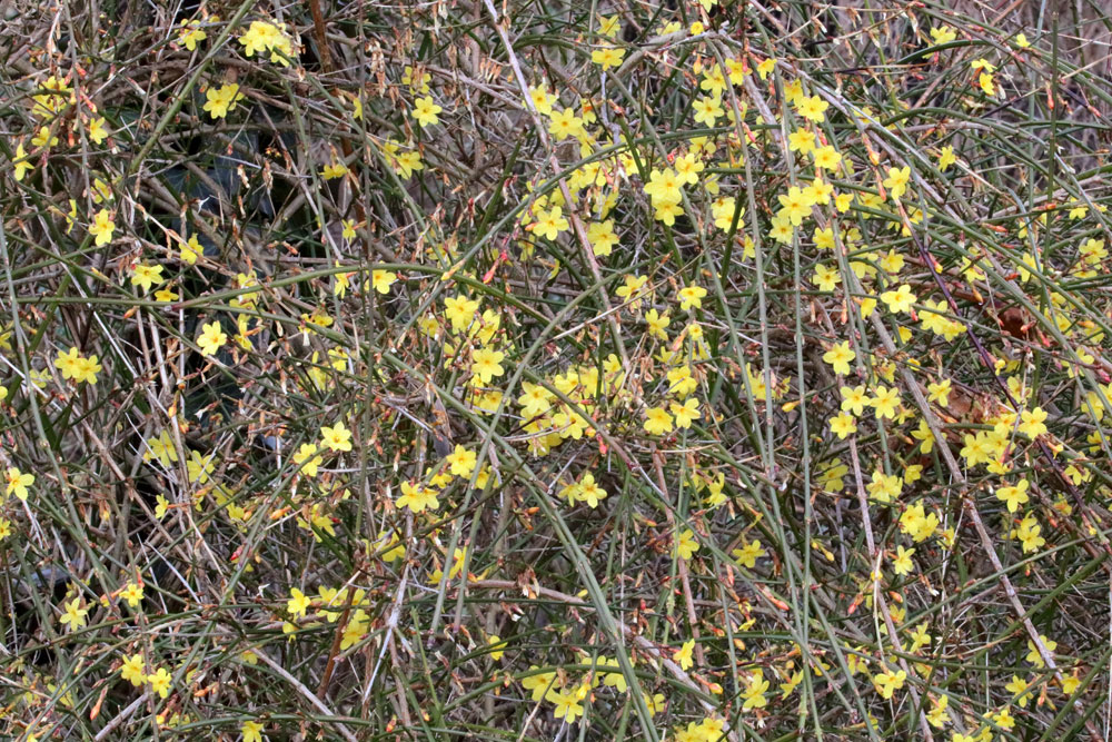 Winterjasmin - Jasminun nudiflorum