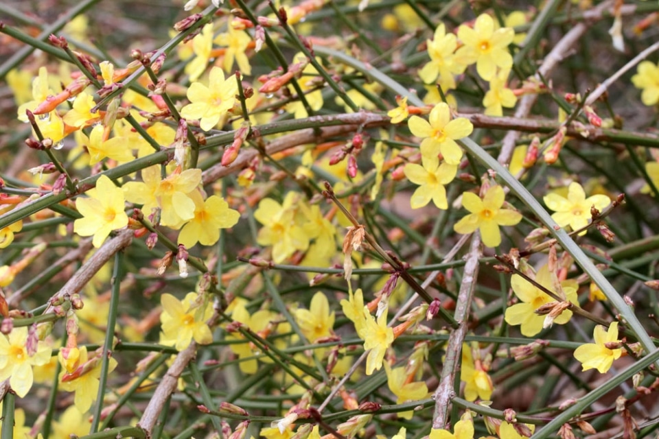 Winterjasmin, Jasminum nudiflorum Pflege, Vermehrung & Schnitt