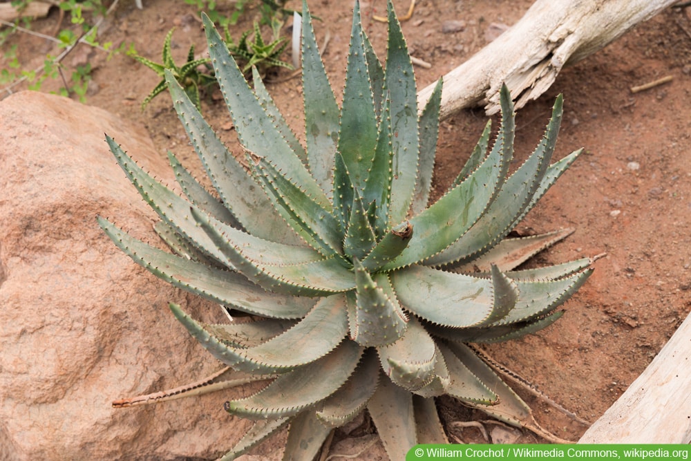 Aloe aculeata