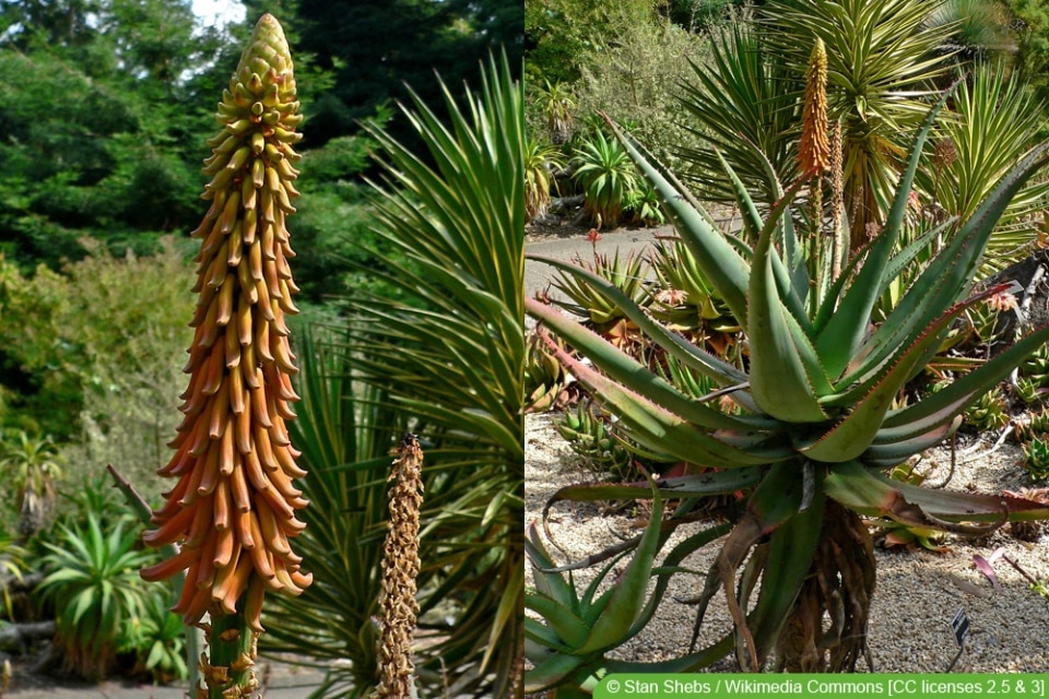 Aloe-Arten: 29 Sorten | Essbare Aloe Vera - Hausgarten.net