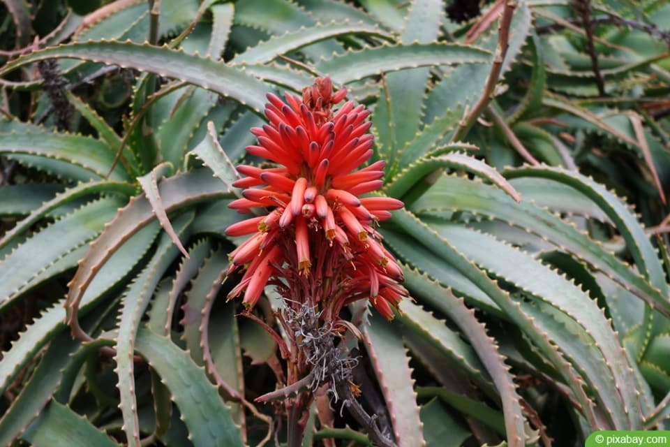 Aloe-Arten: 29 Sorten | Essbare Aloe Vera - Hausgarten.net