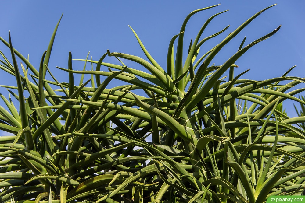Aloe barberae - Aloe Baineslii