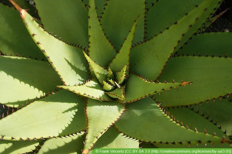 Aloe-Arten: 29 Sorten | Essbare Aloe Vera - Hausgarten.net