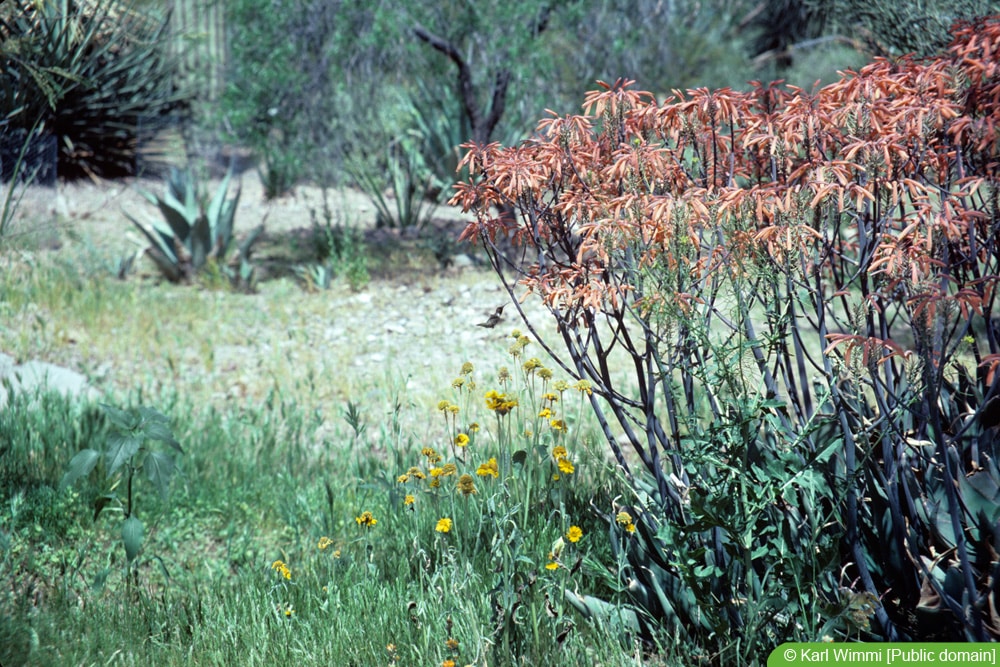 Aloe chabaudii