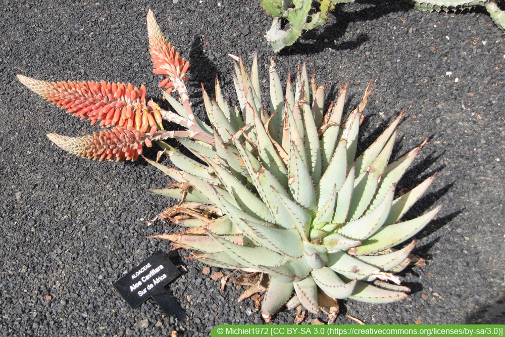 Aloe claviflora