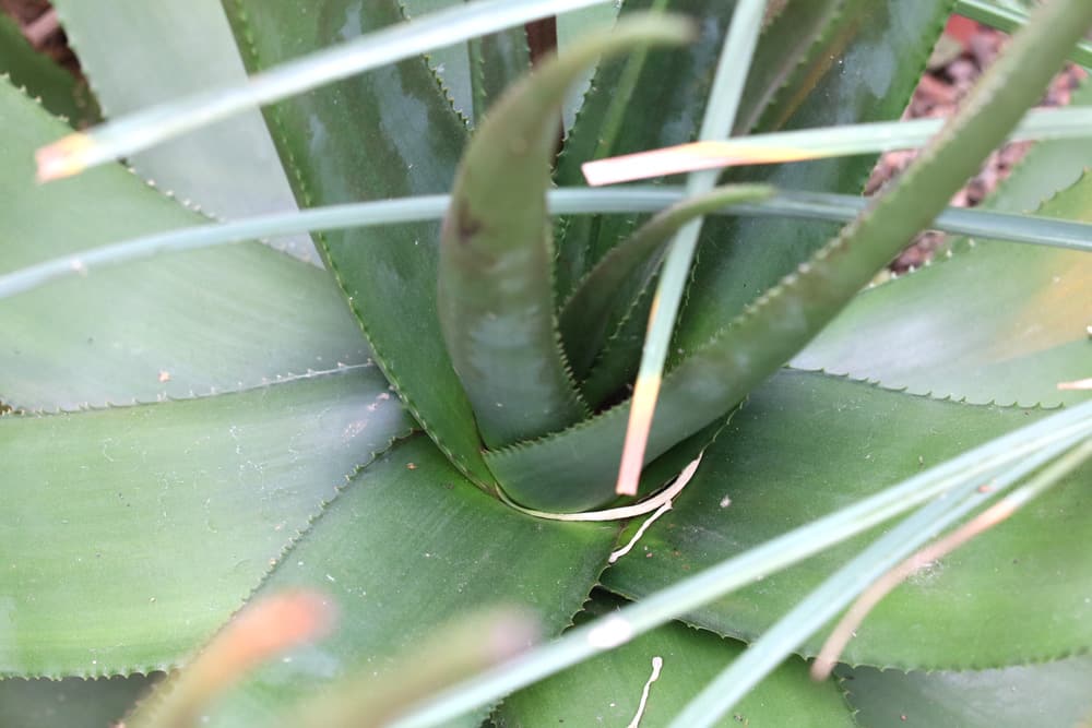 Aloe cryptopoda