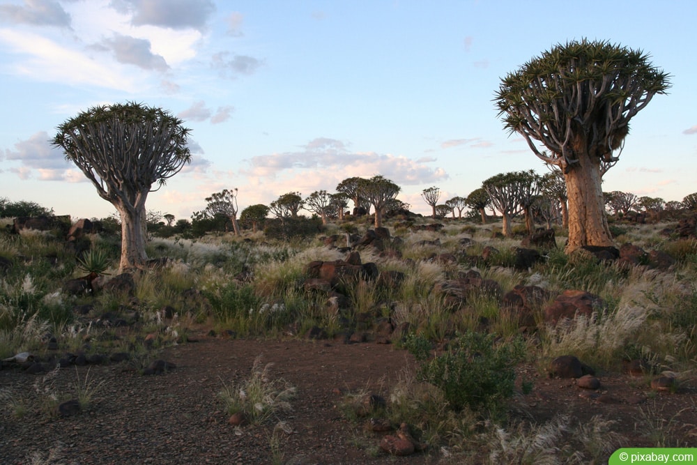 Aloe dichotoma