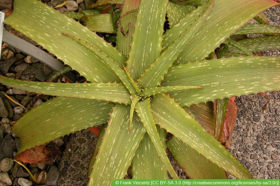 Aloe-Arten: 29 Sorten | Essbare Aloe Vera - Hausgarten.net