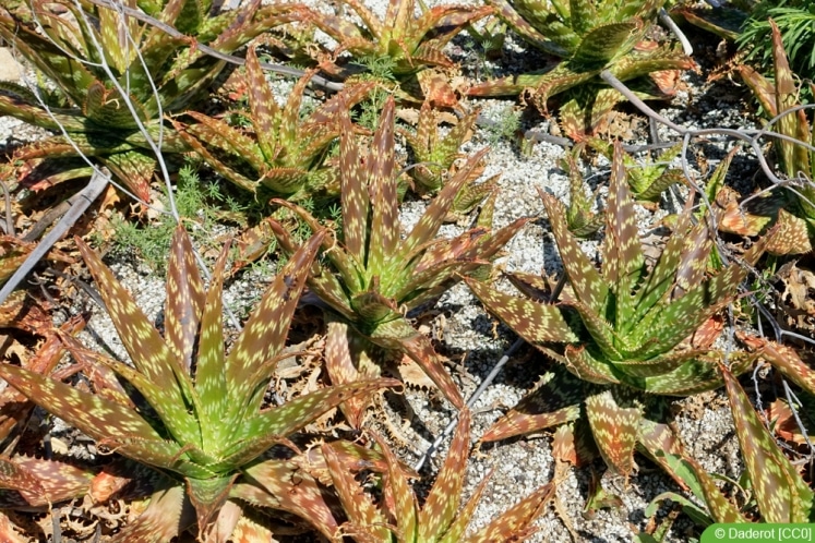Aloe-Arten: 29 Sorten | Essbare Aloe Vera - Hausgarten.net