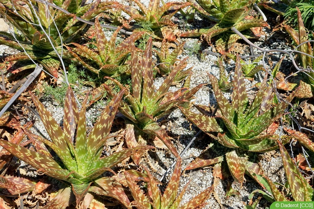 Aloe greenii