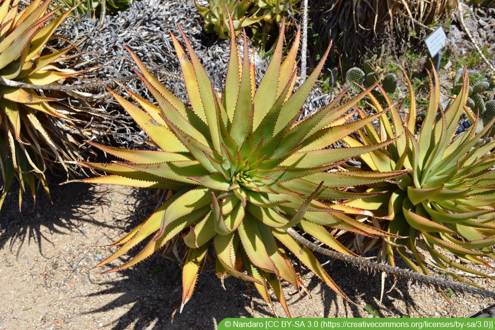 Aloe lineata