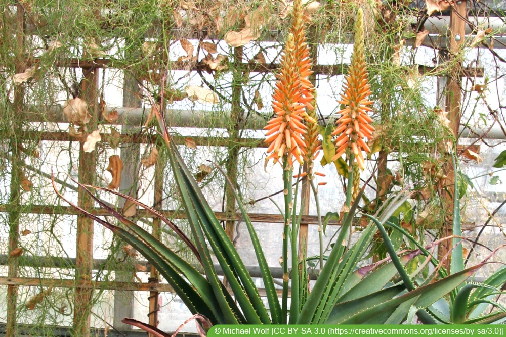 Aloe lutescens