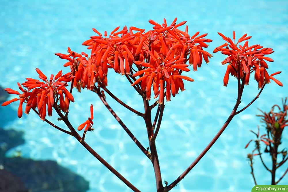 Aloe maculata - Aloe saponaria