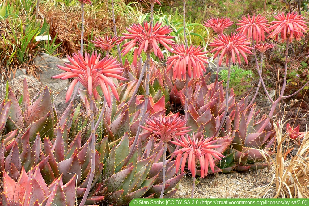 Aloe mitriformis