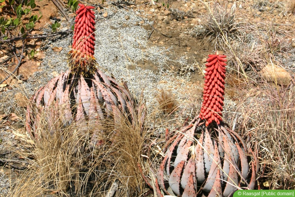 Aloe peglerae