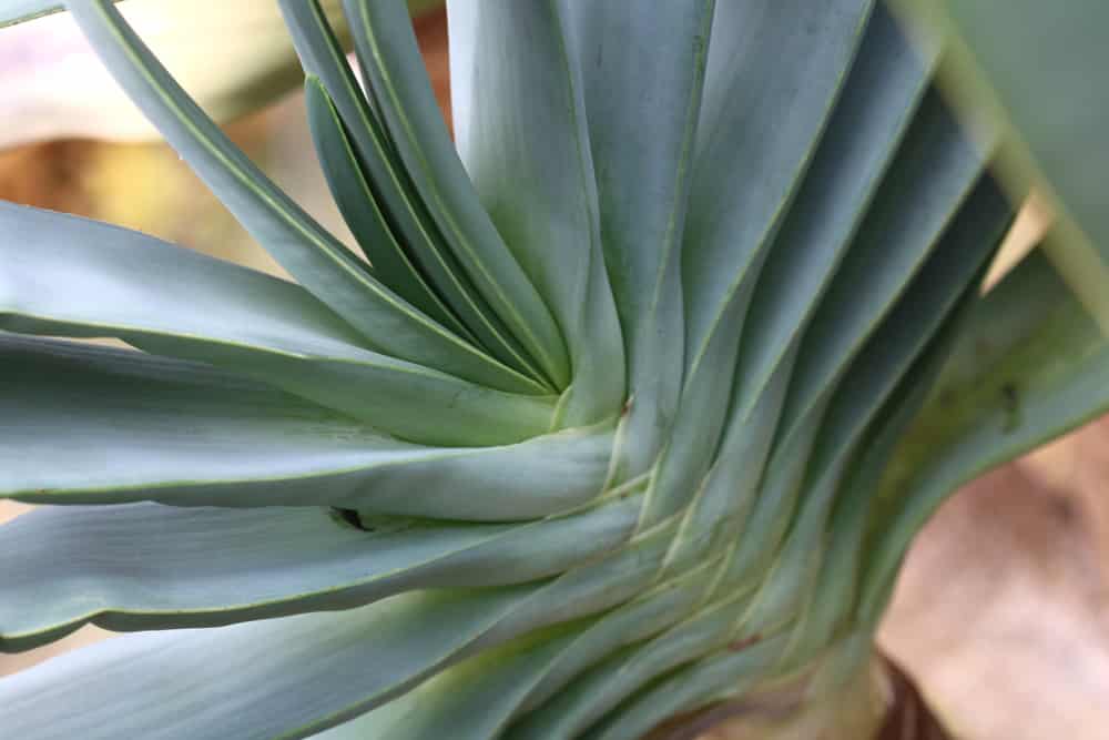 Aloe plicatilis, Fächeraloe