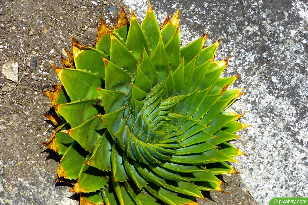 Aloe polyphylla