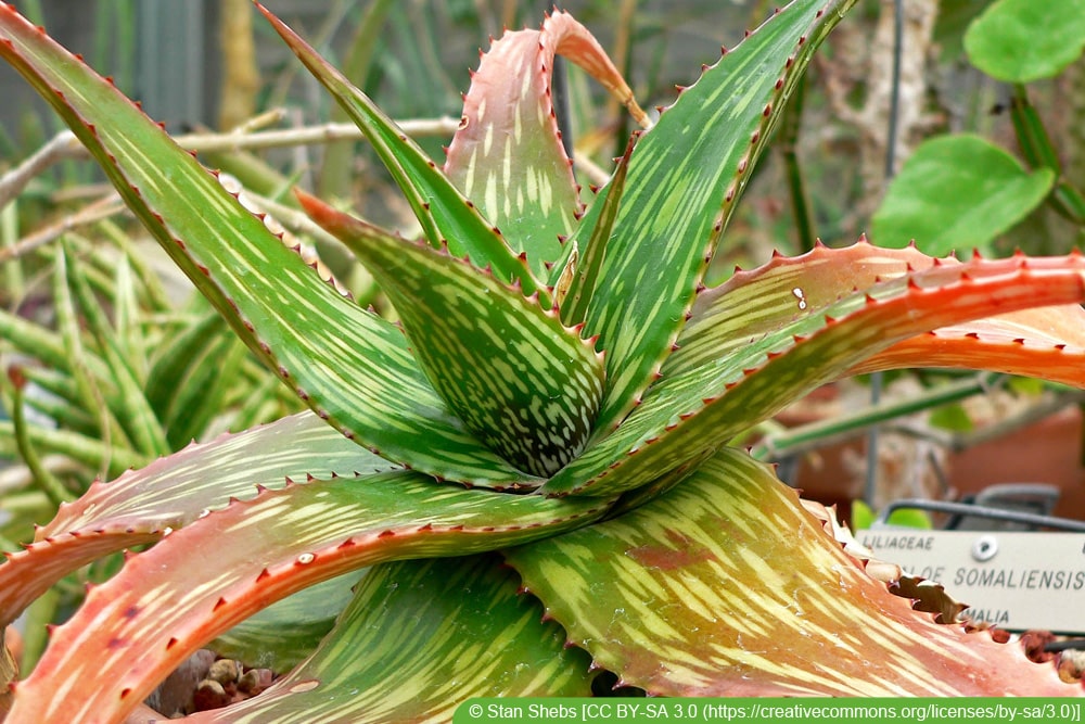 Aloe somaliensis