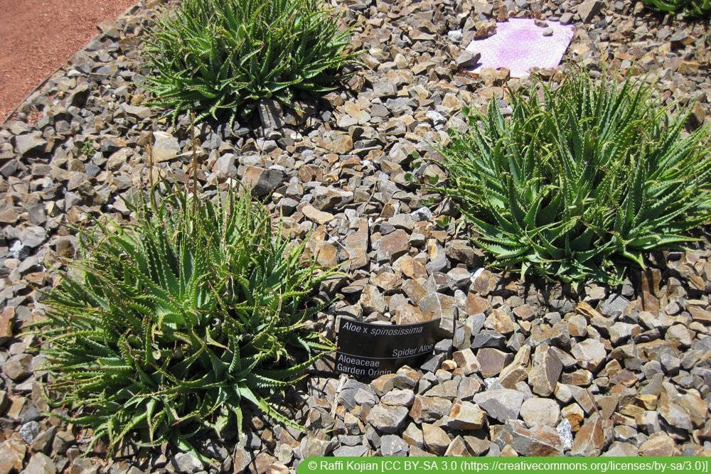 Aloe spinosissima