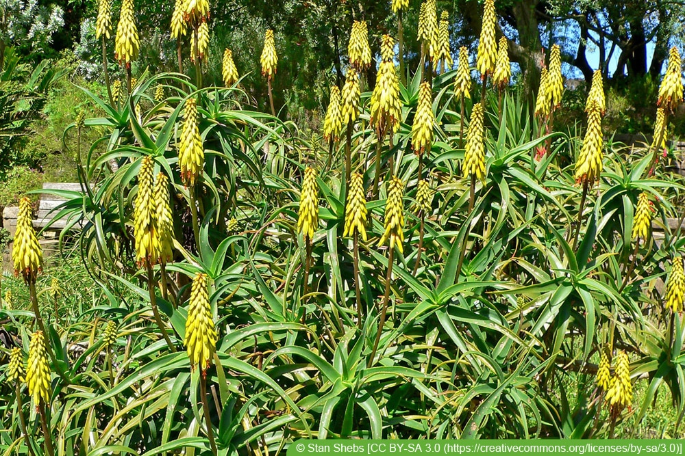 Aloe striatula