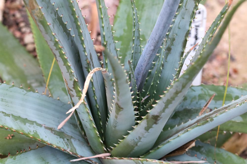 Aloe suprafoliata