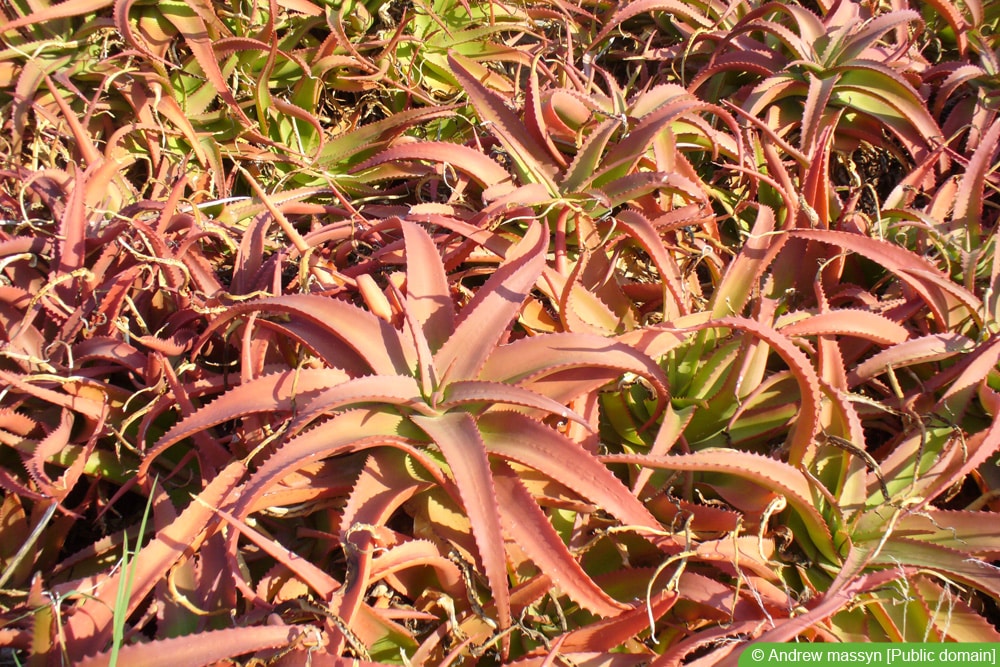 Aloe vanbalenii