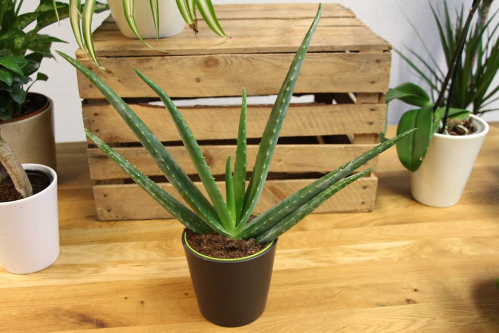 Aloe vera