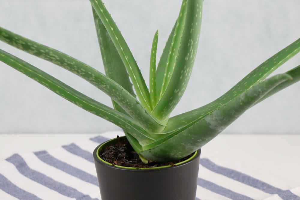 Aloe vera