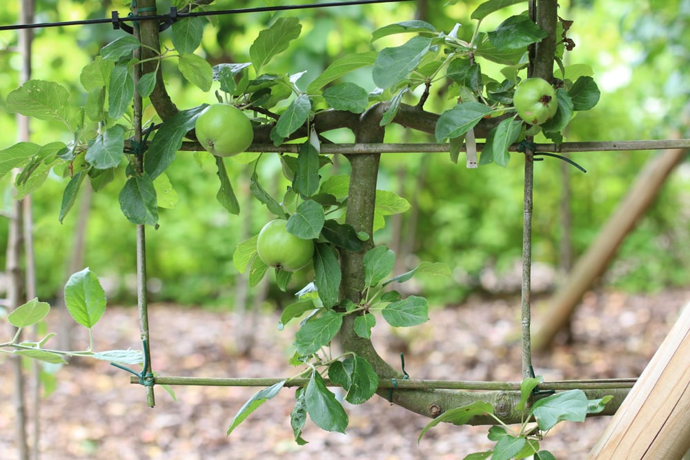 wie dnge ich einen feigenbaum Purgrn Bio-Feigendnger 1 Liter