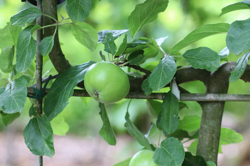 Apfel - Malus - Spalier