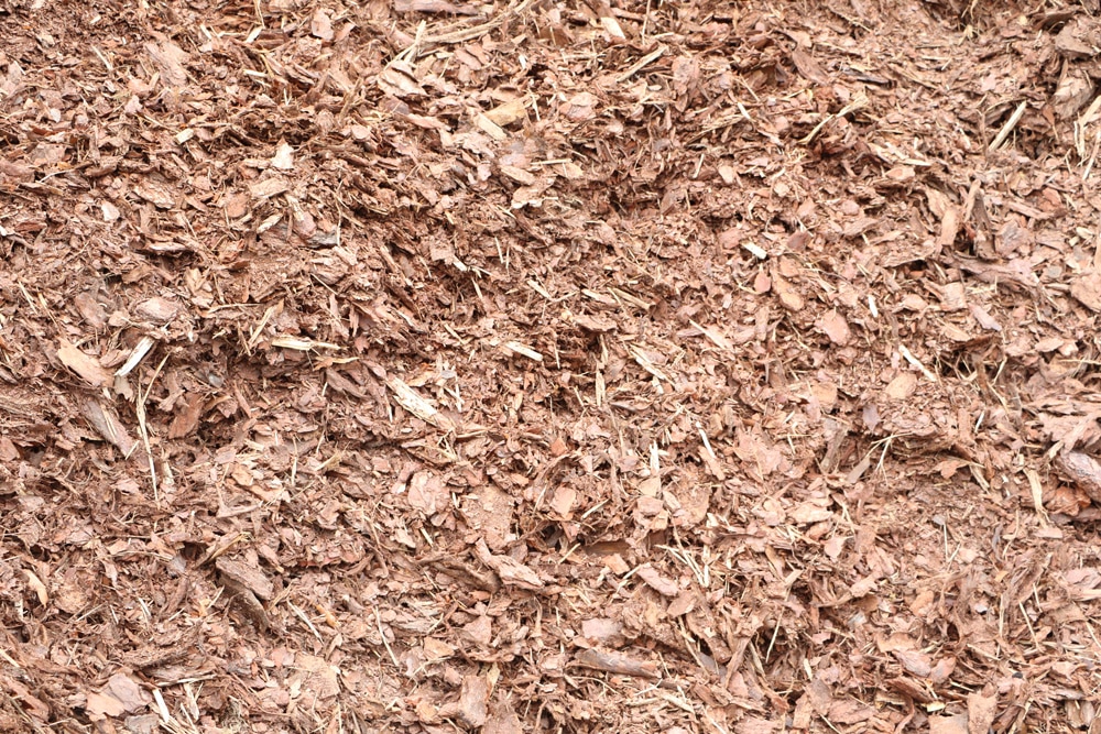 Pinienmulch