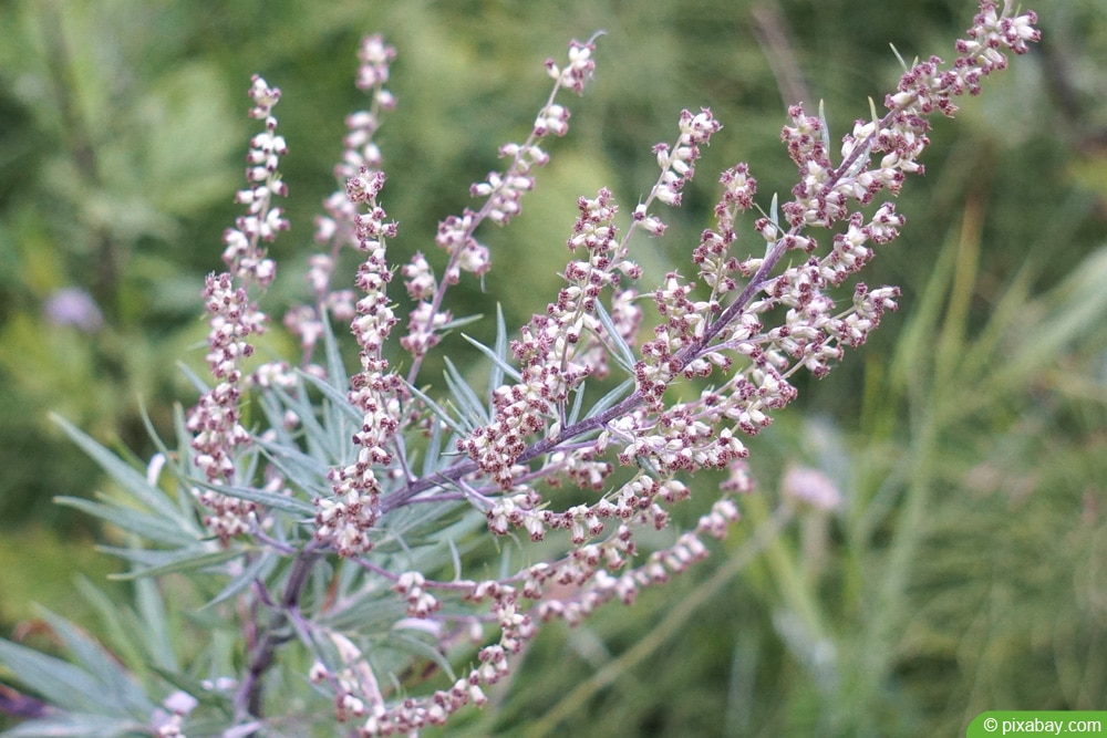 Beifuß - Artemisia vulgaris 