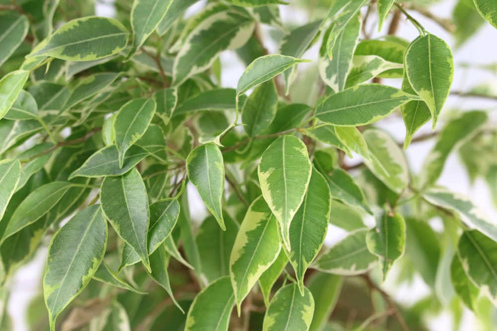 Birkenfeige - Ficus benjamina