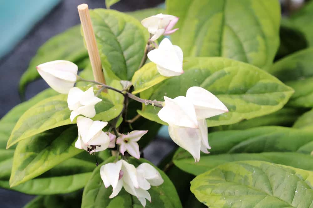 Losbaum - Clerodendrum thomsoniae - Schicksalsbaum