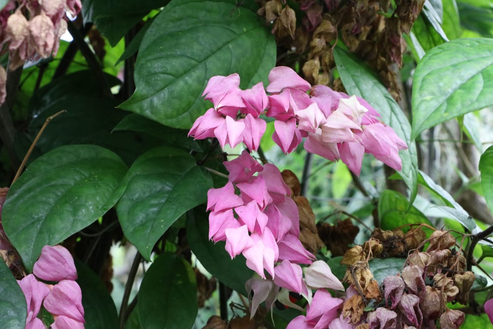 Losbaum - Clerodendrum thomsoniae - Schicksalsbaum