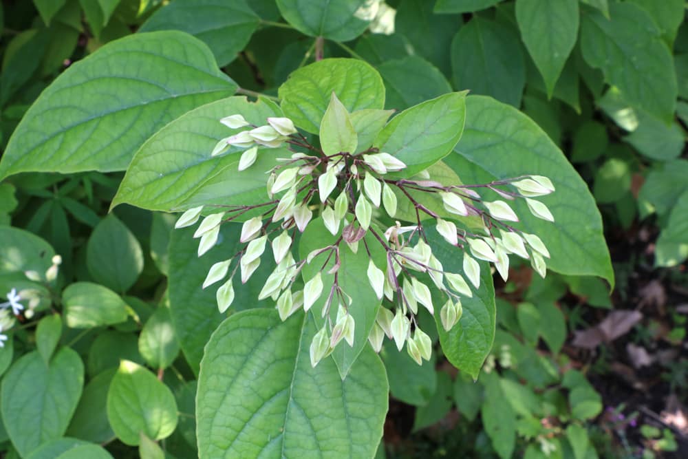 Losbaum - Clerodendrum thomsoniae - Schicksalsbaum