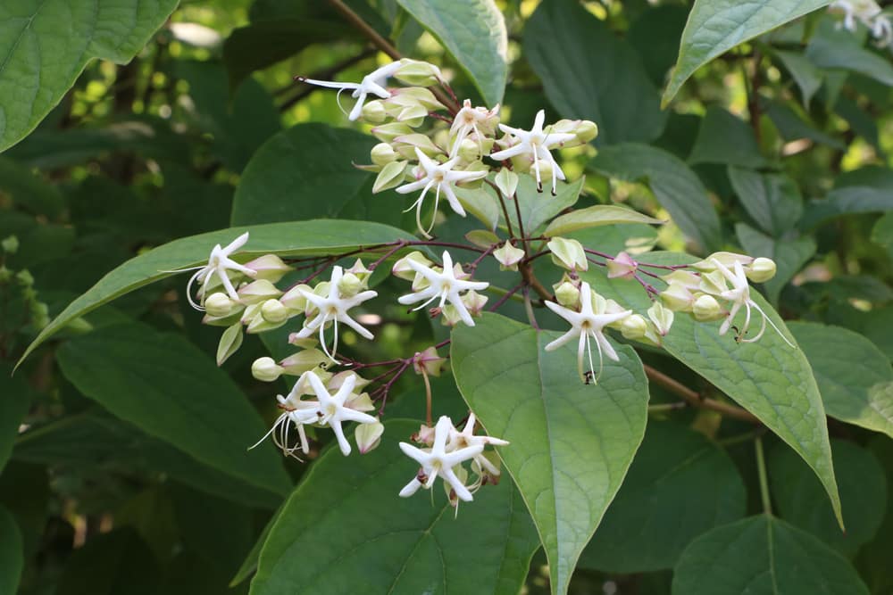 Losbaum - Clerodendrum thomsoniae - Schicksalsbaum