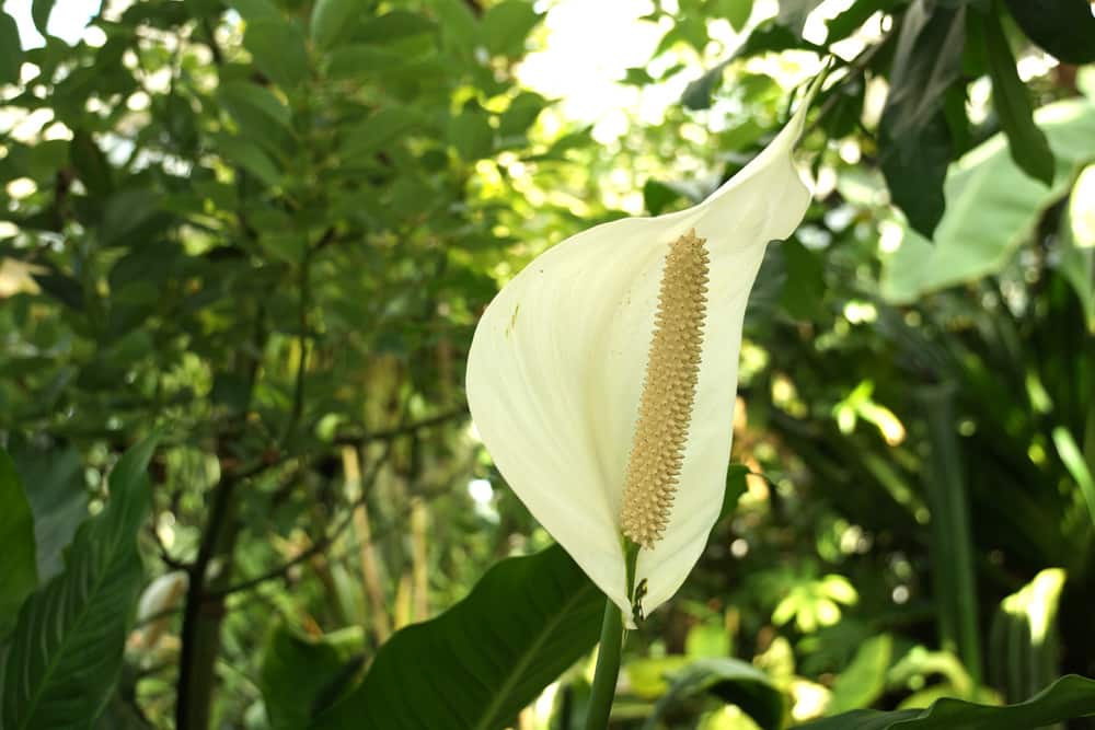 Einblatt - Spathiphyllum