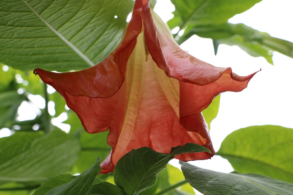 Engelstrompete - Brugmansia