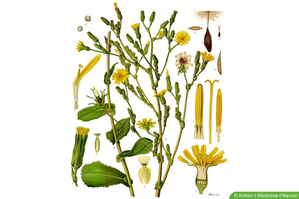 Giftlattich - Lactuca virosa, Stinklattich und Wilder Lattich