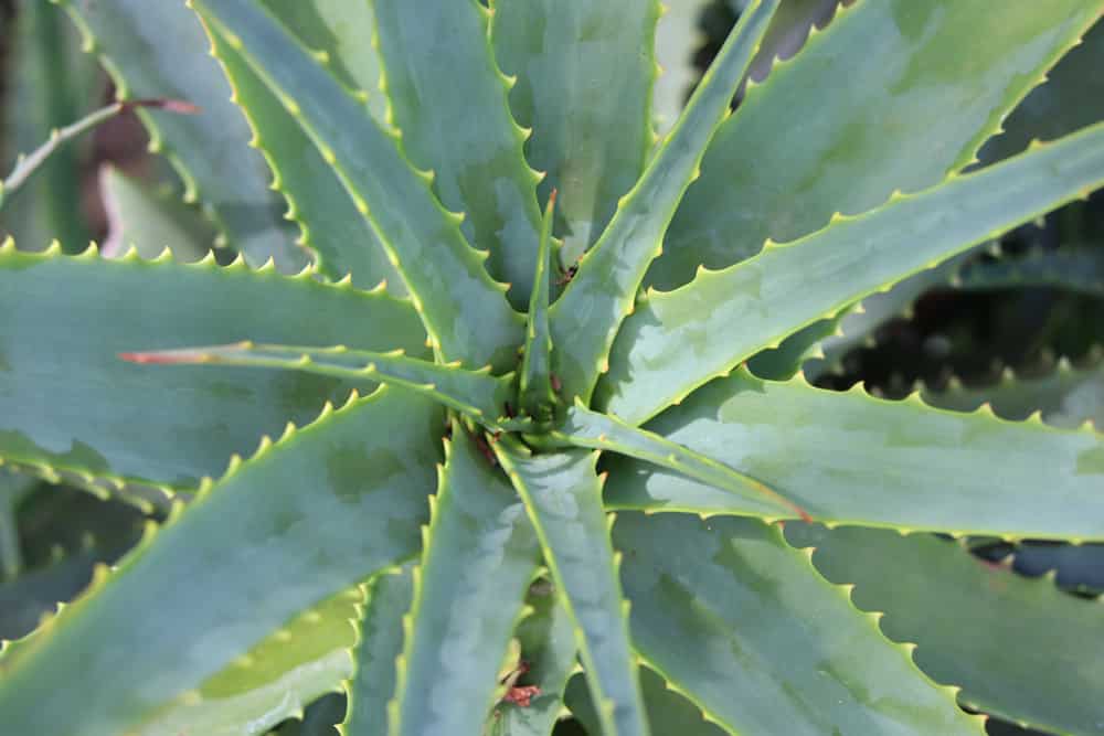 Aloe-Arten: 29 Sorten | Essbare Aloe Vera - Hausgarten.net