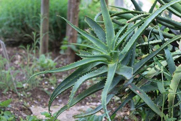 Aloe-Arten: 29 Sorten | Essbare Aloe Vera - Hausgarten.net
