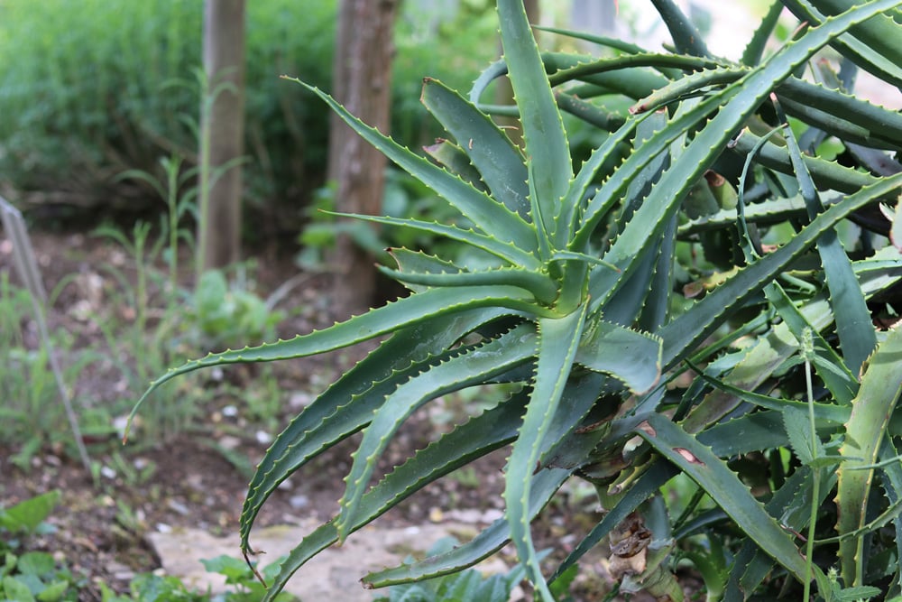 Kap-Aloe - Aloe ferox