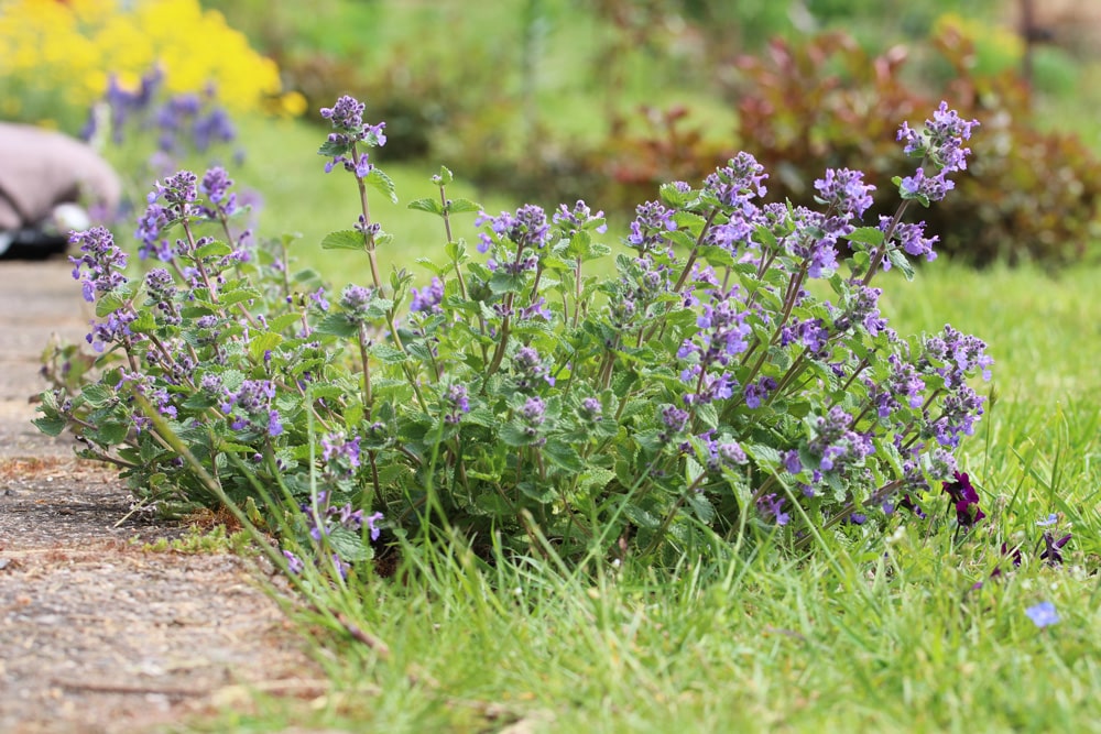 Katzenminze - Nepeta catana