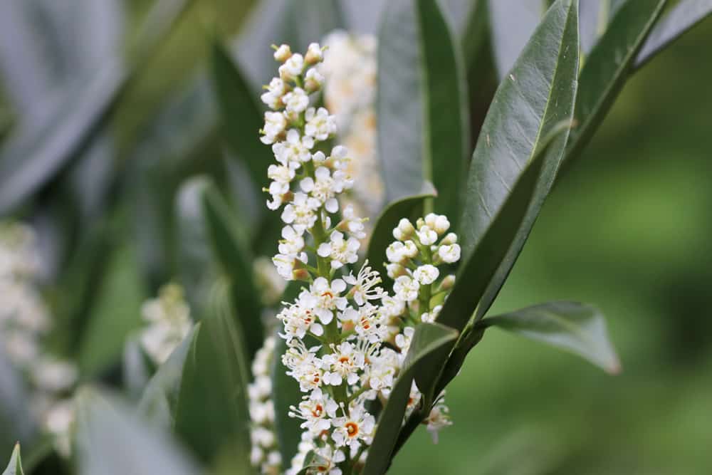 Kirschlorbeer - Prunus laurocerasus