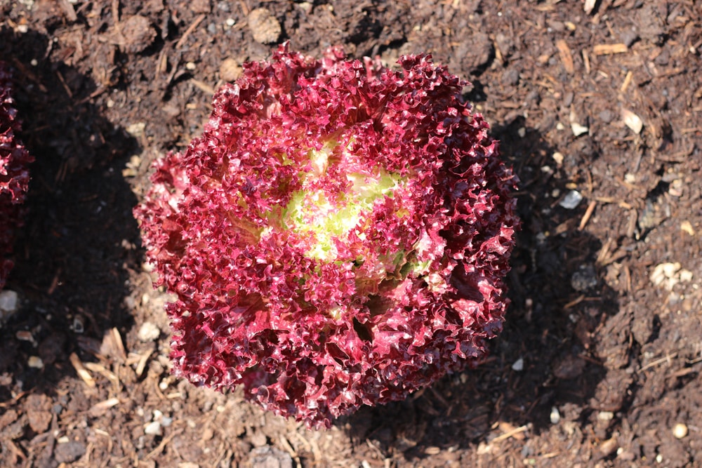 Lactuca sativa - Forellensalat