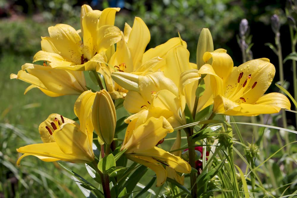 Lilien überwintern