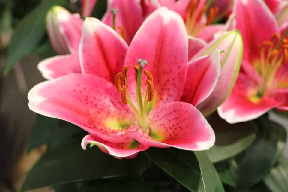 Lilien überwintern So schafft es die Lilie im Topf über den Winter