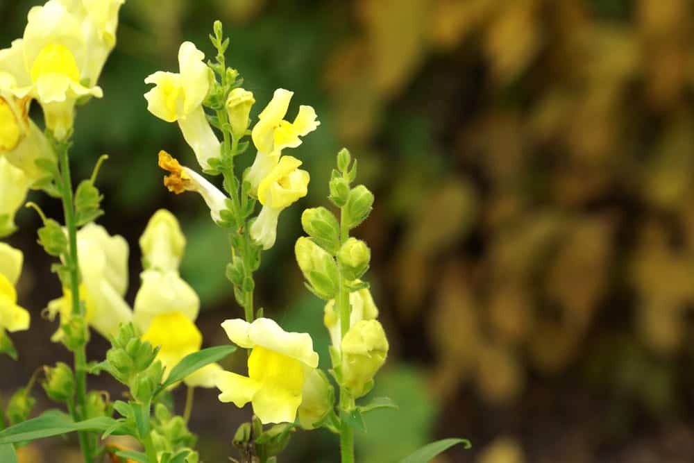 Löwenmäulchen, Löwenmaul, Antirrhinum